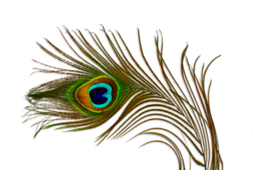 peacock feather isolated cutout transparent background