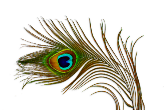 peacock feather isolated cutout transparent background