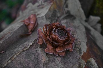 A cone that looks like a blossoming rose lies on a stone