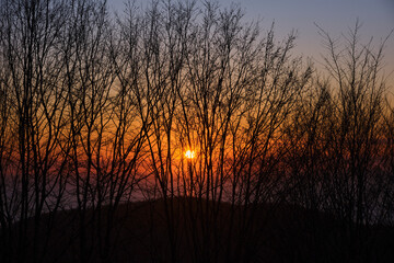 Sun at sunset through tree trunks