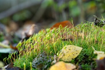 Detail macro of the green moss in the forest. Slovakia