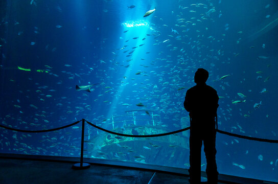 silouhette of a man standing in front of a room-high blue shining aquarium