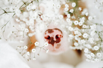 Pink dog nose with flowers