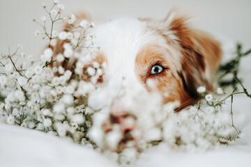 Blue-eyed Australian Shepherd dog portrait with white flowers