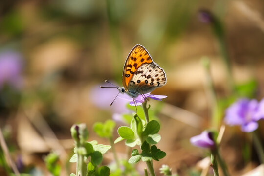 Butterfly on spring flowers