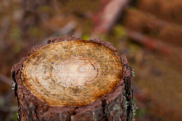 Stump close-up. coniferous tree cut
