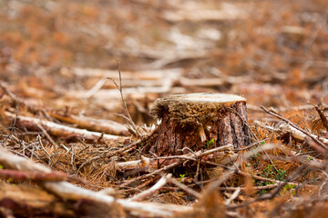 Stump on the background of a cut down forest. Deforestation concept