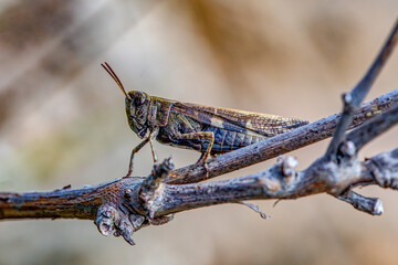 grasshopper on a branch