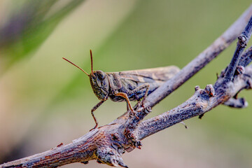 grasshopper on a leaf
