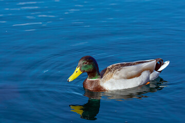 duck on the water