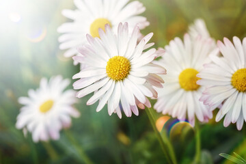 Beautiful first spring flowers - daisies (Matricaria) - in the rays of sunlight