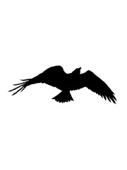 eagle in flight