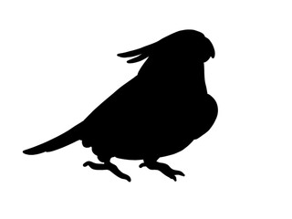 silhouette of a bird