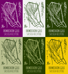 Set of vector drawings EREMOCHION GILLI in different colors. Hand drawn illustration. Latin name SALSOLA RICHTERI. 