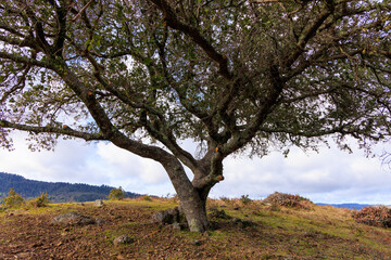 Spirit tree with leafy branches on grassy California hilltop