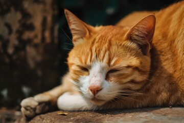 Fototapeta na wymiar a cuddly cat sleeping down. Generative AI
