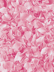 heap of rosa odorata petals
