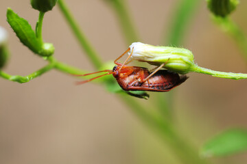 Side view of an orange insect of the Miridae family holding on to a curled flower.