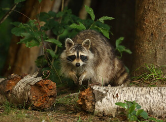 raccoon behind a log