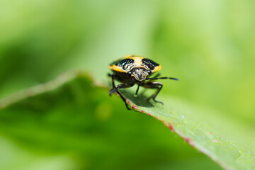 Front view of a shield bug (Eurydema oleracea) known as cabbage bug, crucifer shield bug, rape bug, brassica bug sitting on the edge of a leaf against a green background.