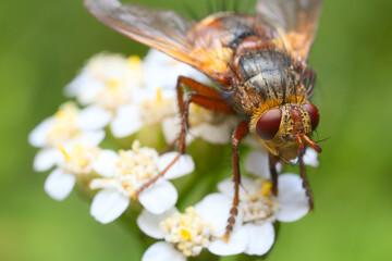 Close-up of the head and complex red eyes of a fly (Tachina fera) sitting on white flowers.