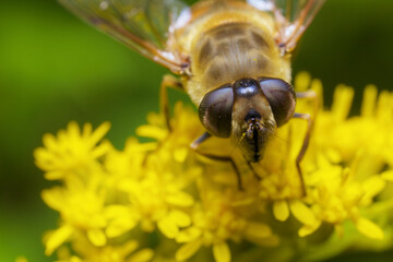 Front view of a female Common drone fly (Eristalis tenax) drinking nectar from yellow goldenrod flowers.