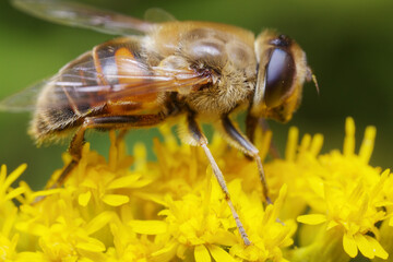 Side view of a female Common drone fly (Eristalis tenax) drinking nectar from yellow goldenrod flowers.