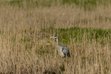 great blue heron ardea cinerea