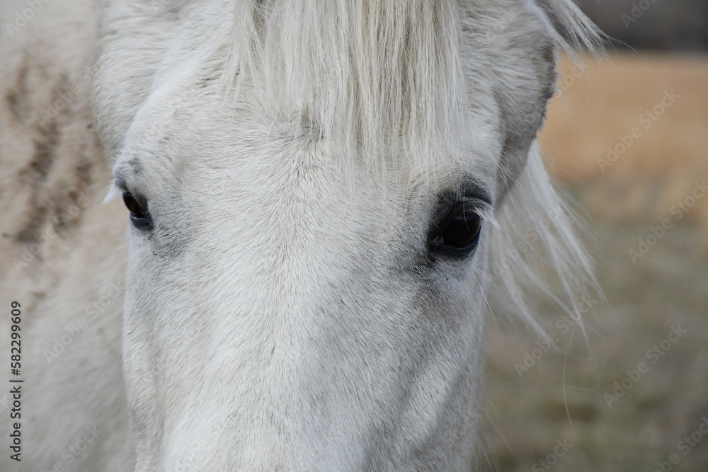 Sticker White Horse