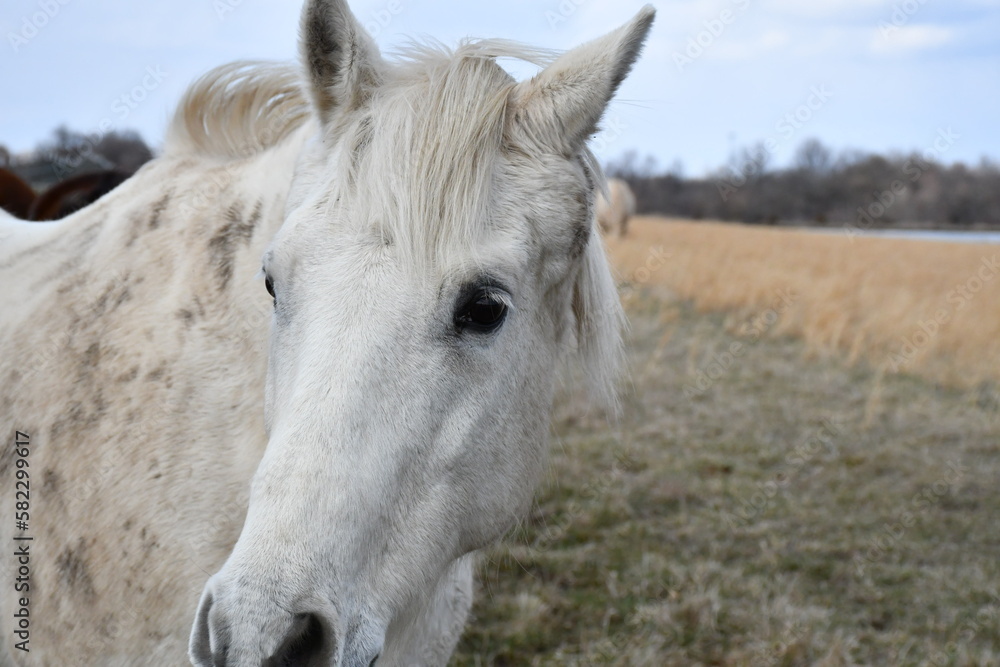 Sticker White Horse