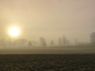 Nebel am Feld