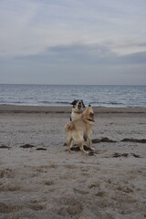 Golden Retriever und Herdenschutzhündin