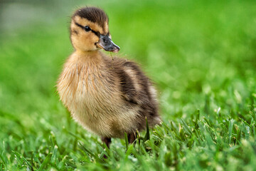 Mallard duckling with grass hanging from beak