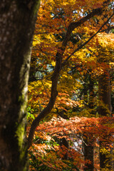 日本　京都府京都市にある毘沙門堂の境内の紅葉
