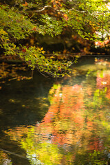 日本　京都府京都市にある毘沙門堂の高台弁才天の池と紅葉