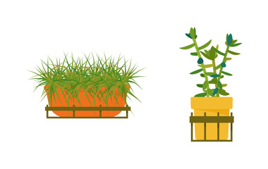 Set of house plants. Interior Scandinavian design. Design element. Vector illustration