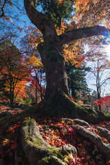 日本　京都府京都市にある毘沙門堂の境内の紅葉