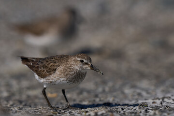 White-rumped Sandpiper (Calidris fuscicollis) searching for food along the coast of Sea Lion Island in the Falkland Islands