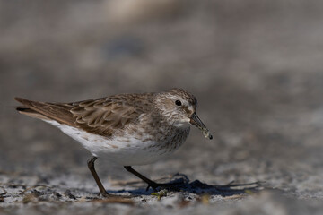 White-rumped Sandpiper (Calidris fuscicollis) searching for food along the coast of Sea Lion Island in the Falkland Islands