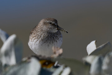 White-rumped Sandpiper (Calidris fuscicollis) searching for food along the coast of Sea Lion Island...