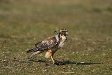Variable Hawk (Buteo polyosoma) feeding on a small bird it has caught on Sea Lion Island in the Falkland Islands
