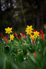 wiosenne narcyzy  na tle tulipanów - obrazy, fototapety, plakaty