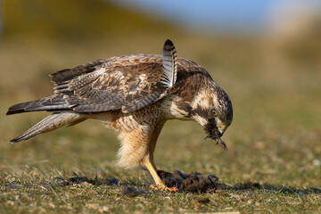 Variable Hawk (Buteo polyosoma) feeding on a small bird it has caught on Sea Lion Island in the...
