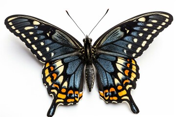 Obraz na płótnie Canvas Black swallowtail butterfly isolated on a white background Generative AI