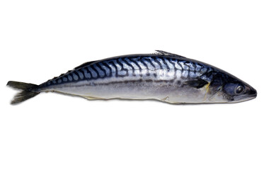 Fresh mackerel on a white background. Raw fish. Mackerel isolate. An ingredient for a fish dish.