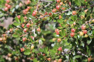 In the Santa Monica Mountains, Ceanothus Megacarpus Variety Megacarpus often begins to fruit in late Winter. When mature in mid Summer, these capsules burst and scatter their next generation of seeds.