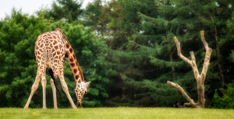 Giraffe Stretching Its Neck All the Way to the Ground to Feed on Grass © Rolf