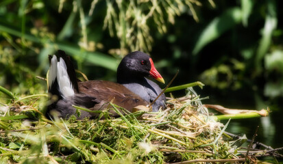 Common Moorhen Nesting on the Great Stour River, Canterbury, England