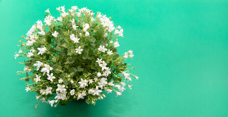 Closeup White Bellflower, Campanula carpatica 'White Clips' or Carpathian Bellflower in green pot on blue green background. Copy space. Spring, summer blooming flower. Gardening. Horizontal, top view
