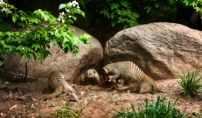 A Group of Banded Mongooses Eagerly Defending Their Territory